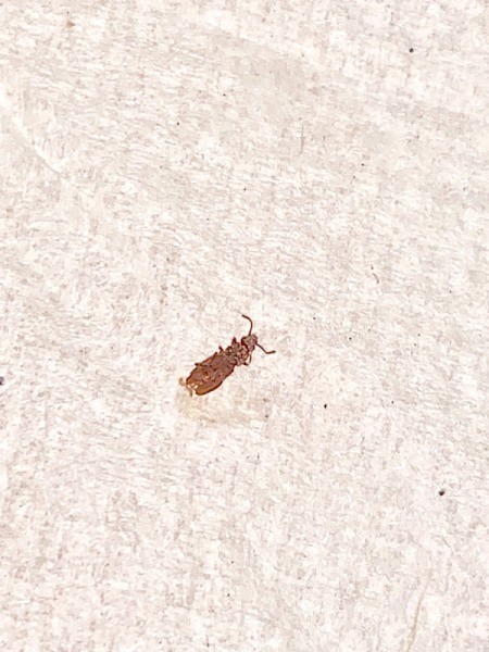 Identifying a Brown Bug on the Bed