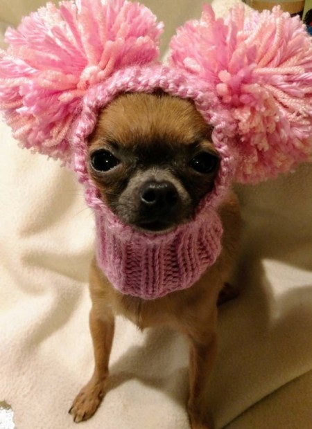 Cricket (Chihuahua) - wearing a pink neck cuff with pom pom ears