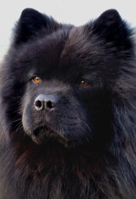 Striker (Chinese Chow Chow) - closeup of a black Chow