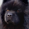 Striker (Chinese Chow Chow) - closeup of a black Chow