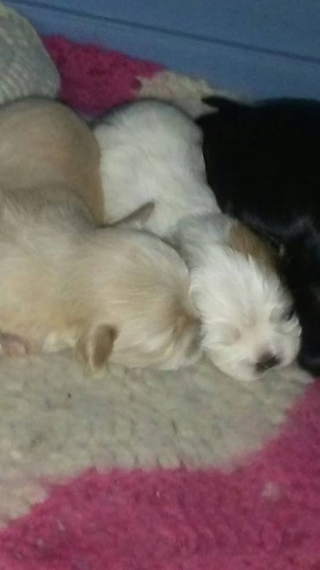 Puppies (Shih Tzu)