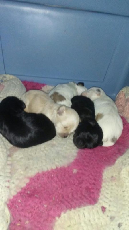 Puppies (Shih Tzu)  - 5 puppies