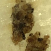Larvae Identification - larvae