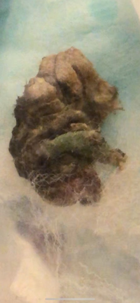 Larvae Identification