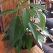 What Is This Houseplant?  - green foliage plant with long leaves