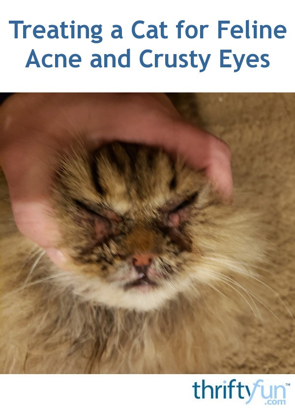 Treating a Cat for Feline Acne and Crusty Eyes? | ThriftyFun