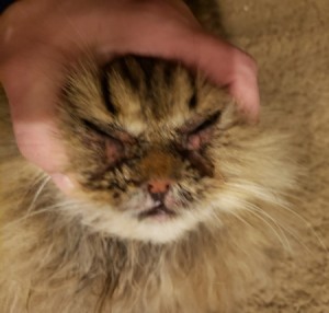 Treating a Cat for Feline Acne and Crusty Eyes - closeup of cat's face