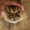 Treating a Cat for Feline Acne and Crusty Eyes - closeup of cat's face