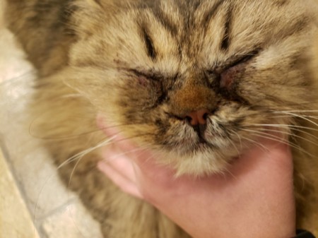 Treating a Cat for Feline Acne and Crusty Eyes