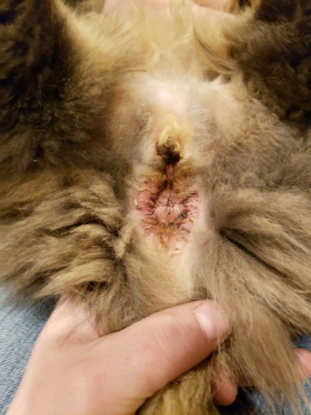 Treating a Cat for Feline Acne and Crusty Eyes