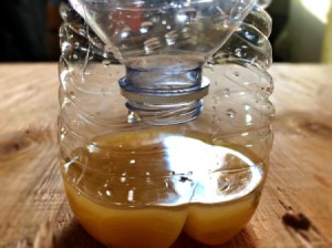 Plastic Bottle Fruit Fly Trap - finished trap with a floating fly