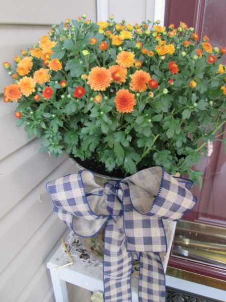 Adding Ribbon Flair To Planters - blue and white check bow on pot of orange mums