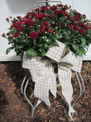 Adding Ribbon Flair To Planters - tan and white ribbon on pot of red mums sitting on a white plant stand