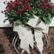 Adding Ribbon Flair To Planters - tan and white ribbon on pot of red mums sitting on a white plant stand