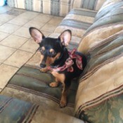 What Breed is My Chihuahua Mixed With?