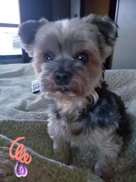 Gracie (Yorkie) - clipped Yorkie pup