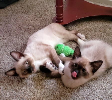 Porkchop and Enos (Siamese Mix) - cats with seal point coloring
