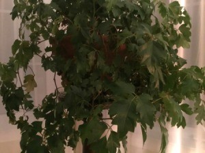Identifying a Houseplant - hanging foliage plant