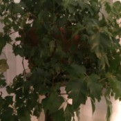 Identifying a Houseplant - hanging foliage plant