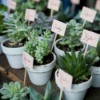 Plants with names attached as wedding favors.