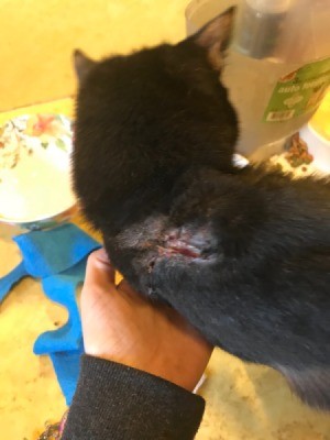 Stoping a Cat from Scratching Its Wound - angry looking amputation wound