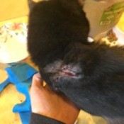 Stoping a Cat from Scratching Its Wound - angry looking amputation wound