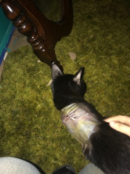 Stoping a Cat from Scratching Its Wound