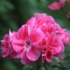 Beautiful Flowers - pink geranium