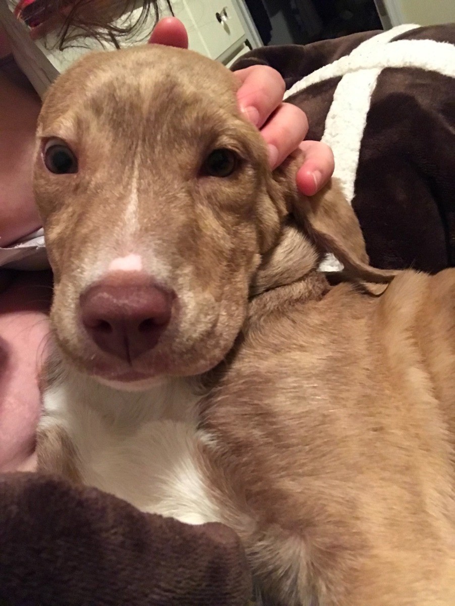 How Can I Tell If My Dog Is a Pit Bull? ThriftyFun