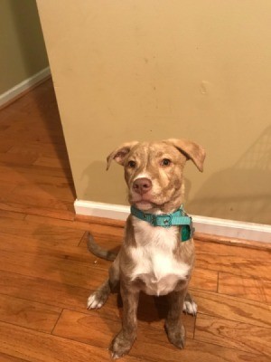 Is My Dog Part Pit Bull? - tan and white brindle mixed breed dog