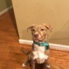 Is My Dog Part Pit Bull? - tan and white brindle mixed breed dog