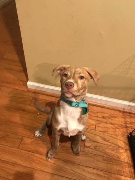 Is My Dog Part Pit Bull?