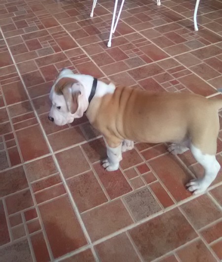 Is My Dog a Staffordshire Terrier?