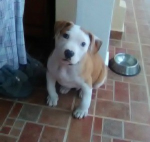 Is My Dog a Staffordshire Terrier? - light brown and white pupppy