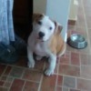 Is My Dog a Staffordshire Terrier? - light brown and white pupppy