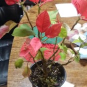 Identifying a Houseplant - what appears to be a poinsettia with missing leaves