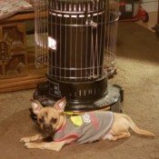 What Is My Chihuahua Mixed With? - small tan dog