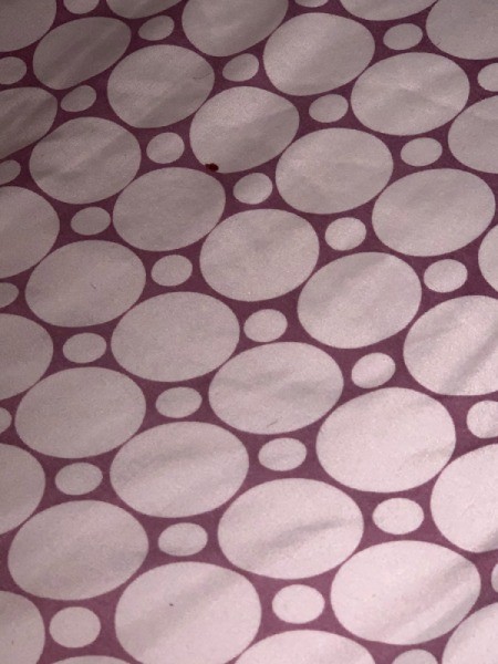 What Kind of Bug Is This?