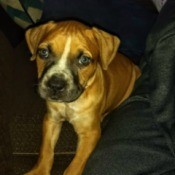 Is My Puppy a Full Blood Pit Bull? - brown puppy