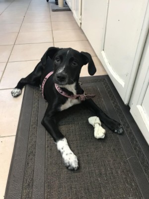 What Breed Is This Dog? - black puppy with white on chest and feet including black freckles