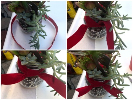 Succulent Planters - second planter with a ribbon bow added