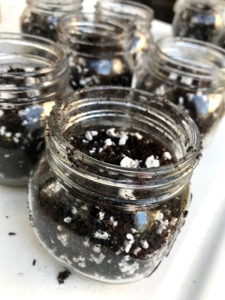 Succulent Planters - soil mixture added to the jars