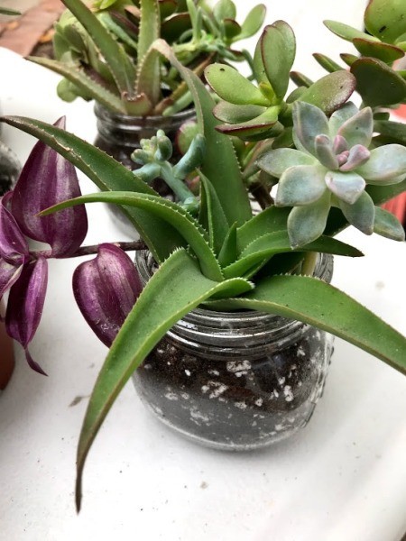Succulent Planters - succulents planted in the glass jar