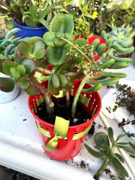 Succulent Planters - red pot with green ribbon partially planted