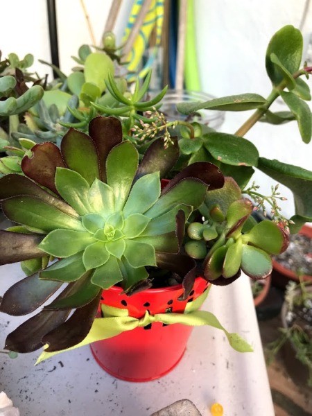 Succulent Planters - red planter with green ribbon