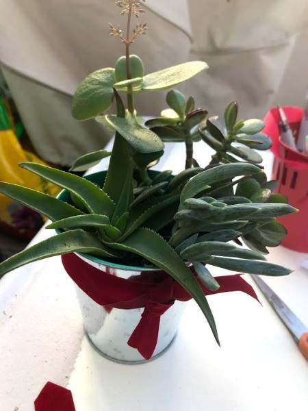 Succulent Planters - metal bucket planter with bow