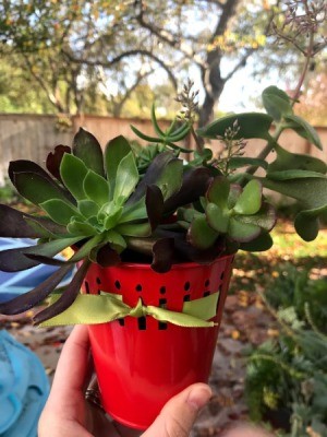 Succulent Planters - hand holding the red planter