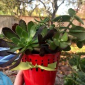 Succulent Planters - hand holding the red planter