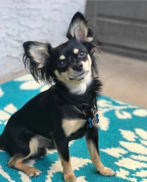 What Breed Is My Chihuahua Mixed With?