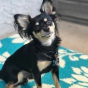 What Breed Is My Chihuahua Mixed With?
